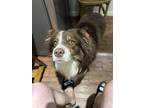 Adopt Jojo a Black - with White Australian Shepherd / Mixed dog in Spring