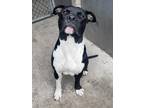 Adopt Frank a Black - with White Pit Bull Terrier / American Pit Bull Terrier /