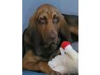 Adopt Daisy a Brown/Chocolate - with Black Bloodhound / Mixed dog in Onalaska