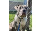 Adopt HARLOW a Brindle American Staffordshire Terrier / Mixed dog in Port St