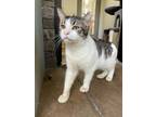 Adopt Bombad a White Domestic Shorthair / Domestic Shorthair / Mixed cat in