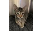 Adopt Gilligan a Brown or Chocolate Domestic Shorthair / Domestic Shorthair /