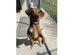 Adopt Ruby Anne a Red/Golden/Orange/Chestnut Mixed Breed (Medium) / Mixed dog in