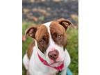 Adopt Missy a White American Pit Bull Terrier / Mixed dog in Syracuse