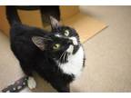 Adopt Dublin a All Black Domestic Shorthair / Domestic Shorthair / Mixed cat in