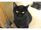 Adopt Madrid a All Black Domestic Shorthair / Domestic Shorthair / Mixed cat in