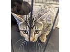 Adopt 53930127 a Tan or Fawn Domestic Shorthair / Domestic Shorthair / Mixed cat