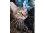 Adopt Benjamin a Gray, Blue or Silver Tabby Domestic Shorthair / Mixed (short