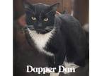 Adopt Dapper Dan a Black & White or Tuxedo Domestic Shorthair (short coat) cat