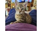 Adopt Tabitha a Tan or Fawn Tabby Domestic Shorthair (short coat) cat in Great