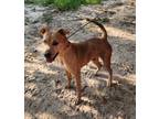 Adopt Honey a Red/Golden/Orange/Chestnut Catahoula Leopard Dog / Mixed dog in