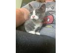 Adopt Robbie a Gray or Blue (Mostly) Domestic Shorthair (short coat) cat in