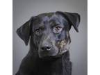 Adopt Preciosa a Labrador Retriever / Rottweiler / Mixed dog in Houston
