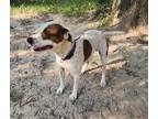 Adopt Ross a Tricolor (Tan/Brown & Black & White) Boxer / Mixed Breed (Medium) /