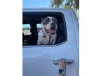 Adopt Biggie a American Pit Bull Terrier / Mixed dog in new london
