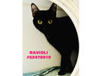 Adopt Ravioli - No Name a All Black Domestic Shorthair / Domestic Shorthair /