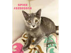 Adopt Spice -No Name a Gray or Blue Domestic Shorthair / Domestic Shorthair /