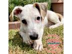 Adopt Wednesday Litter-Stevie Wonder a White - with Tan, Yellow or Fawn Beagle /