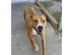 Adopt Harry a Tan/Yellow/Fawn - with White American Pit Bull Terrier / Mixed dog
