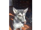 Adopt Luna a Gray/Silver/Salt & Pepper - with White Husky / Mixed dog in
