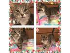 Adopt OLIVE a Gray, Blue or Silver Tabby Domestic Shorthair (short coat) cat in