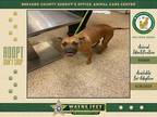 Adopt Tilly a Mixed Breed (Medium) / Mixed dog in Melbourne, FL (38912536)