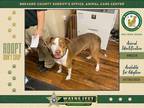 Adopt Chauncey a Mixed Breed (Medium) / Mixed dog in Melbourne, FL (38912533)