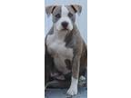 Adopt Maggie a Brindle American Pit Bull Terrier / Mixed dog in Oak Hill