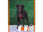 Adopt Tigger - Foster to Adopt a Labrador Retriever / Mixed Breed (Medium) /