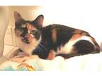 Adopt Patches a Calico or Dilute Calico Domestic Shorthair (short coat) cat in