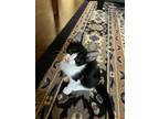 Adopt Shasha a Black & White or Tuxedo Domestic Shorthair / Mixed (medium coat)