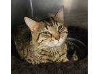 Adopt Dudley a Domestic Shorthair / Mixed cat in Lexington, KY (38890915)
