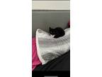 Adopt Mittens a Black & White or Tuxedo American Shorthair / Mixed (short coat)