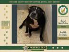 Adopt Queenie a Mixed Breed (Medium) / Mixed dog in Melbourne, FL (38912528)