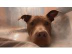 Adopt Athena a Brown/Chocolate - with Tan American Pit Bull Terrier / Mixed dog