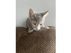 Adopt Wes a Gray or Blue Domestic Shorthair / Mixed (short coat) cat in