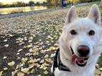 Adopt Bear a White Husky / Mixed dog in Denver, CO (38912421)