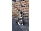 Adopt Felix a Spotted Tabby/Leopard Spotted Domestic Shorthair / Mixed (short