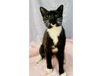 Adopt Scream a Black & White or Tuxedo Domestic Shorthair / Mixed (short coat)