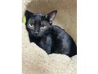 Adopt April a All Black Domestic Shorthair / Mixed cat in Gainesville