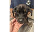 Adopt 53929403 a Black Rottweiler / Shepherd (Unknown Type) / Mixed dog in Los