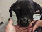 Adopt 53929400 a Black Rottweiler / Shepherd (Unknown Type) / Mixed dog in Los