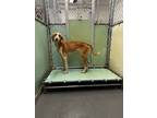 Adopt Dora a Red/Golden/Orange/Chestnut Hound (Unknown Type) / Mixed dog in