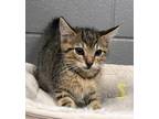 Adopt Spanky a Brown or Chocolate Domestic Shorthair / Domestic Shorthair /