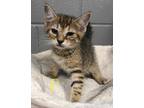 Adopt Porky a Brown or Chocolate Domestic Shorthair / Domestic Shorthair / Mixed