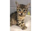 Adopt Alfalfa a Brown or Chocolate Domestic Shorthair / Domestic Shorthair /