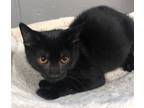 Adopt Buckwheat a All Black Domestic Shorthair / Domestic Shorthair / Mixed cat