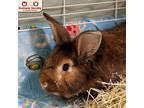 Adopt Jack a Chocolate American / Mixed rabbit in Nashua, NH (38912171)