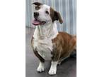 Adopt Fleety a White - with Red, Golden, Orange or Chestnut Basset Hound /