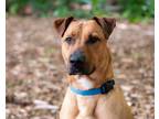 Adopt Caden a Tan/Yellow/Fawn Labrador Retriever / Shepherd (Unknown Type) /